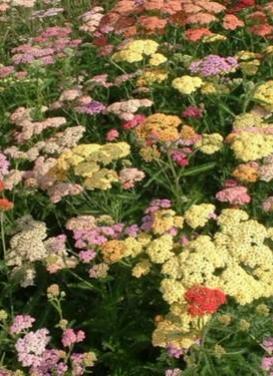 Achillea Millefolium Summer Pastels (1084)